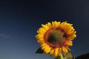 Blick auf das Sonnenblumenfeld foto