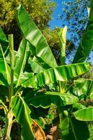 Blick auf den Bananenbaum foto