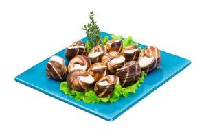 schnecke auf weiß foto