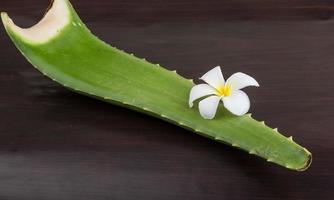 Aloe Vera auf Holz foto