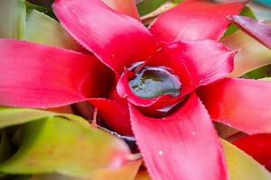 Stehendes Wasser in roter Blattpflanze im Garten foto