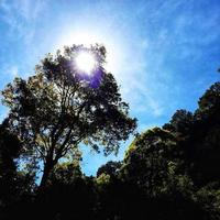 die Sonne hinter dem Baum foto