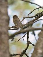 Buchfink jung auf einem Ast im Wald. braunes, graues, grünes Gefieder. Singvogel foto