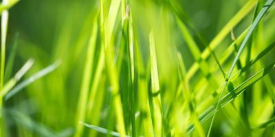 grünes Grasblatt im Garten mit Bokeh-Hintergrund foto