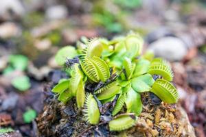 venusfliegenfalle dionaea muscipula fleischfressende pflanze aus nächster nähe foto