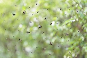 Mückenschwarm fliegt im Park foto