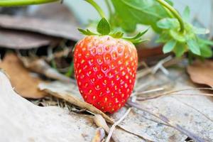 frische rote reife Bio-Erdbeerpflanze im Garten foto