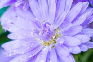 schöne blaue Blume hautnah im Garten foto