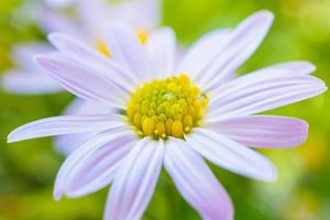 schöne blaue Blume hautnah im Garten foto