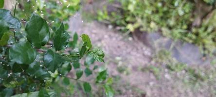 Serut ist ein mittelgroßer Baum mit einer Höhe von etwa 4-15 Metern foto