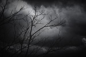 trockener Baum und Wolke in der Nacht foto
