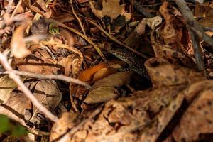 die eidechse versteckt sich in gelben blättern im wald foto