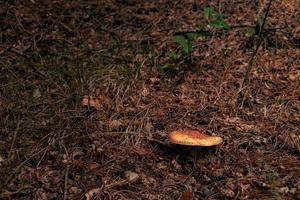 Nahaufnahme von Pilzen im herbstlichen Wald foto