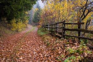 Herbstwald an einem nebligen Morgen foto