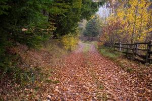 Herbstwald an einem nebligen Morgen foto