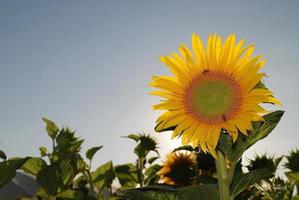 Blick auf das Sonnenblumenfeld foto