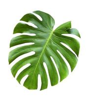 Sommerkonzept. tropische monstera-blätter auf weißem hintergrund. png-Datei foto