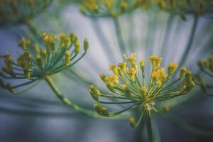 blütenstand von dill retro foto