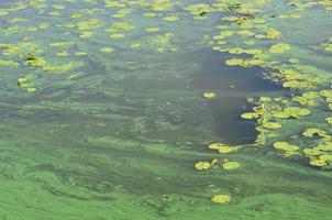 die Oberfläche eines alten Sumpfes, der mit Wasserlinsen und Lilienblättern bedeckt ist foto