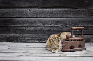 Eine dicke Katze befindet sich neben einem schweren und rostigen alten Kohleneisen auf einer Holzoberfläche foto