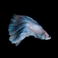 Fangen Sie den bewegenden Moment des blauen siamesischen Kampffisches ein, der auf schwarzem Hintergrund isoliert ist. Betta Fisch. Fisch aus Thailand foto