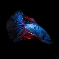 Fangen Sie den bewegenden Moment von rot-blauen siamesischen Kampffischen ein, die auf schwarzem Hintergrund isoliert sind. Betta Fisch. foto