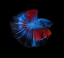 Fangen Sie den bewegenden Moment von rot-blauen siamesischen Kampffischen ein, die auf schwarzem Hintergrund isoliert sind. Betta Fisch. foto