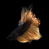 Fangen Sie den bewegenden Moment gelber siamesischer Kampffische ein, die auf schwarzem Hintergrund isoliert sind. Betta Fisch. foto