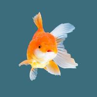 Ranchu Goldfisch isoliert auf Aquarellhintergrund. foto