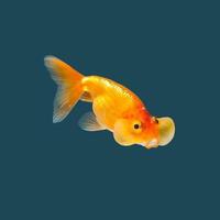 Ranchu Goldfisch isoliert auf Aquarellhintergrund. foto