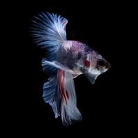 Fangen Sie den bewegenden Moment von rot-blauen siamesischen Kampffischen ein, die auf schwarzem Hintergrund isoliert sind. foto