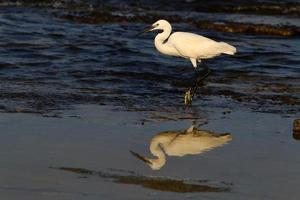 Weißreiher an den Ufern des Mittelmeers fängt kleine Fische. foto