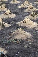 Rosenbüsche mulchen. Viele geschnittene Rosenbüsche werden zur Konservierung im Winter mit Holzsägemehl und -stielen bestreut foto