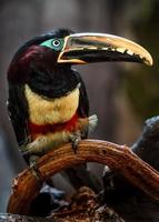 Aracari mit Kastanienohren foto