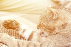 Porträt einer gestromten Katze, die draußen sitzt und sich die Haare leckt und auf einem braunen Sofa liegt foto