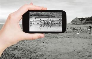 Touristen, die Fotos von Pelikanen am Strand von Malibu machen