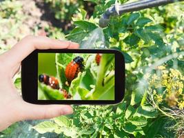 Mann fotografiert die Verarbeitung von Pestiziden im Garten foto