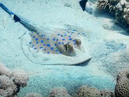 blau gefleckter Stachelrochen auf dem Meeresboden, Nahaufnahme foto