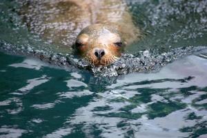 Porträt eines Seehunds, der im grünblauen Wasser schwimmt foto