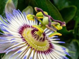 Nahaufnahme der Passiflora-Blume. die blaue passionsblume. selektiver Fokus. foto