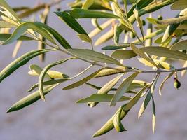 Nahaufnahme von Olivenbaumblättern im Sonnenlicht foto