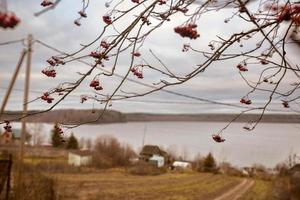 Foto von herbstlichen Vogelbeeren auf trockenen Ästen vor dem Hintergrund eines Sees und eines alten Dorfhauses