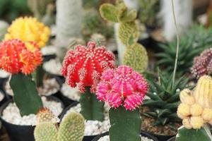 Kaktusblüten in verschiedenen Farben in Töpfen im Garten foto