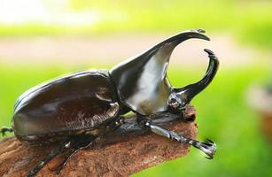 Hirschkäfer thront auf einem Ast in der Natur foto