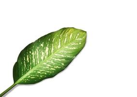 flaches Lay-Layout einzelner Blätter grün auf weißem Hintergrund mit Kopierraum. Clipping-Pfad, Ansicht von oben foto