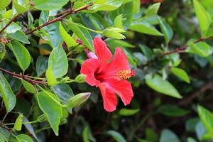 Chinesischer Hibiskus blüht in einem Stadtpark im Norden Israels. foto