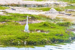 Silberreiher Weißreiher am Ufer Playa del Carmen Mexiko. foto