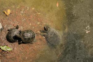 Die Familie der Schildkröten befindet sich in einer schlechten Umgebung. Schildkröten schwimmen in einem Teich mit schmutzigem Wasser foto