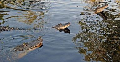 Alligatoren im Bayou foto