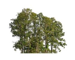 Wald und Laub im Sommer isoliert auf weißem Hintergrund foto